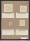 Stephanopyxis (diversae spceis...?) (de-Toni-Nr.: Genus 187) Zeichnungen Sammlung Grunow Nr. 8314 (NHMW-BOT-W0377714)